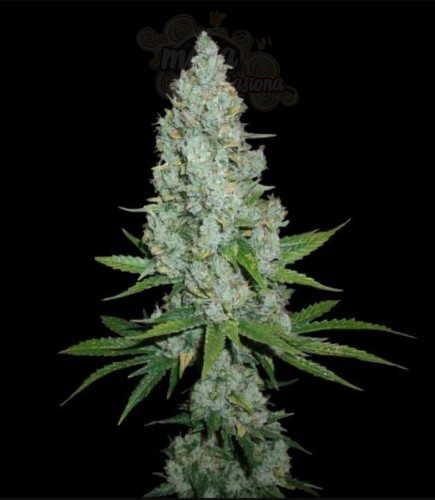 Amnesia Lemon Auto