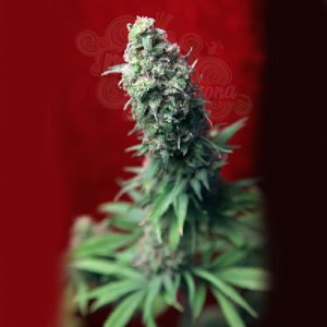 REGGAE SEEDS - Blackdance