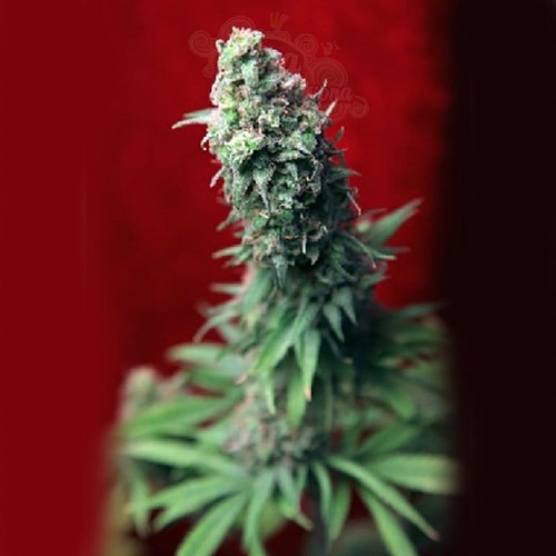 REGGAE SEEDS - Blackdance