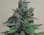 KALASHNIKOV SEEDS - Moscow Blueberry