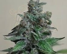 KALASHNIKOV SEEDS - Moscow Blueberry