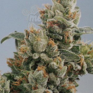 KC BRAINS - K.C. 36