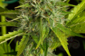 DINAFEM - Kush'n'Cheese Auto