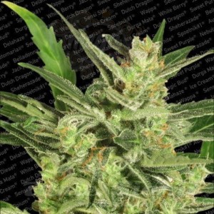 PARADISE SEEDS - Automaria II