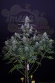 DINAFEM - Cheese CBD