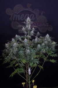 DINAFEM - Cheese CBD