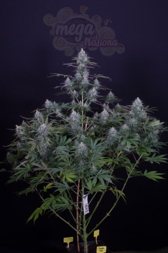 DINAFEM - Cheese CBD