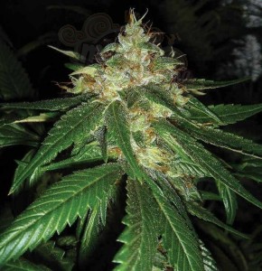 DNA GENETICS - Connie Chung