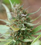 WORLD OF SEEDS - Strawberry Blue