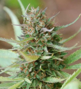 WORLD OF SEEDS - Strawberry Blue