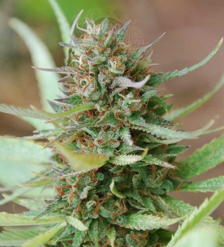 WORLD OF SEEDS - Strawberry Blue