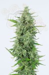 DINAFEM - OG Kush Auto