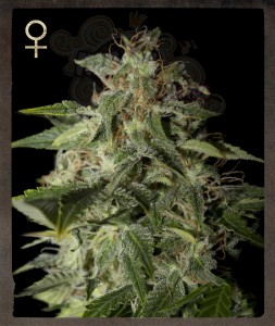 STRAIN HUNTERS - Afgooey