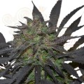 ROYAL QUEEN SEEDS - Blue Mystic®