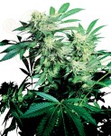 SENSI SEEDS - Skunk Kush