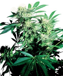 SENSI SEEDS - Skunk Kush