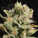 PARADISE SEEDS - Dutch Dragon