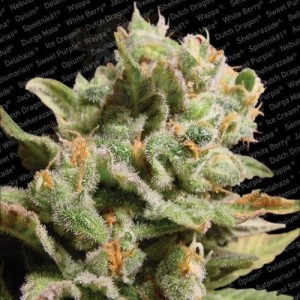 PARADISE SEEDS - Dutch Dragon
