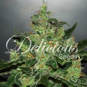 DELICOUS SEEDS - Critical Jack Herer Auto