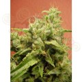 PARADISE SEEDS - Opium