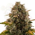 ROYAL QUEEN SEEDS - Royal Moby®