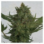 RESIN SEEDS - Critical Haze