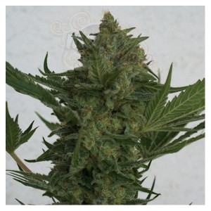 RESIN SEEDS - Critical Haze