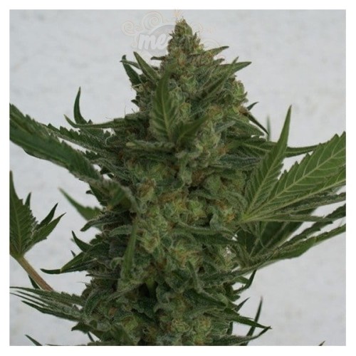 RESIN SEEDS - Critical Haze