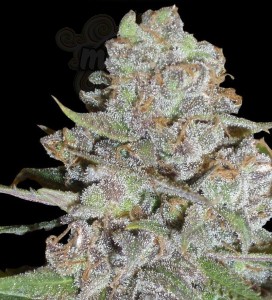 DELICOUS SEEDS - La Diva