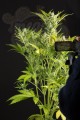 DINAFEM - Blue Critical Auto