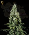 GREEN HOUSE SEEDS - Arjan's Haze #3