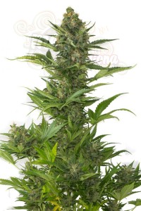DINAFEM - Amnesia XXL Auto