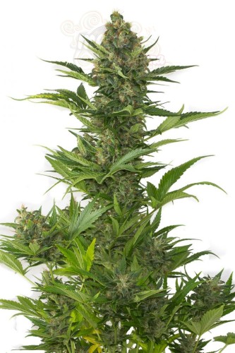 DINAFEM - Amnesia XXL Auto