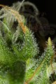 DINAFEM - White Widow XXL Autoflowering