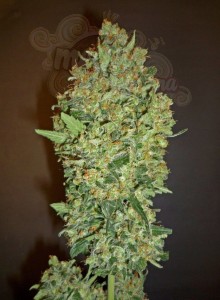 00 SEEDS BANK - Cheese Berry