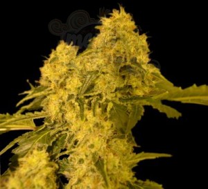VIP SEEDS - Torpedo