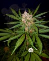 FASTBUDS - C4  Auto