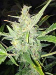 FEMALE SEEDS - White Widow x Big Bud Auto