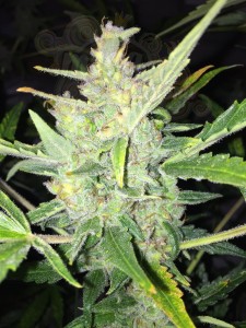 FEMALE SEEDS - White Widow x Big Bud Auto