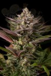 DINAFEM - Blue Kush