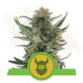 ROYAL QUEEN SEEDS - Royal Dwarf Automatic
