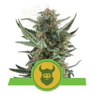 ROYAL QUEEN SEEDS - Royal Dwarf Automatic
