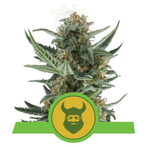 ROYAL QUEEN SEEDS - Royal Dwarf Automatic