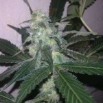 NIRVANA - Swiss Cheese Auto