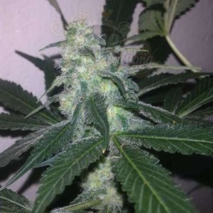 NIRVANA - Swiss Cheese Auto