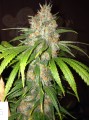 DINAFEM - Blue Widow