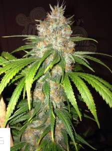 DINAFEM - Blue Widow