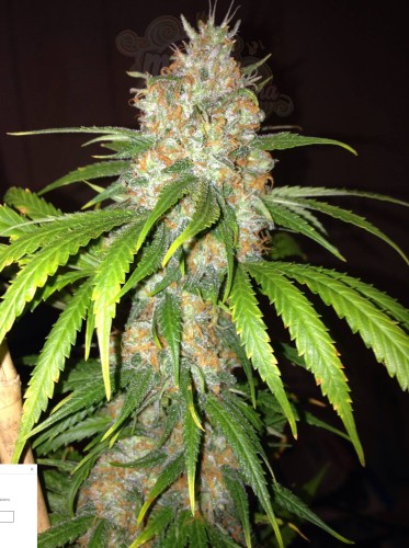 DINAFEM - Blue Widow