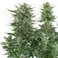 ROYAL QUEEN SEEDS - Easy Bud Auto