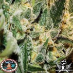 BIG BUDDHA SEEDS - Silver Cheese